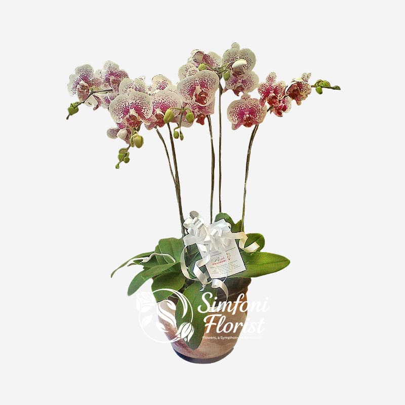 Karangan Rangkaian Bunga Anggrek KRBA-03 - Toko Bunga Bandung Simfoni Florist simfoniflorist.com
